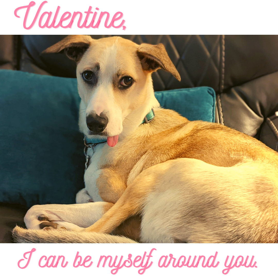 a dog lies down with their tongue hanging out of their mouth. Text reads "Valentine, I can be myself around you."