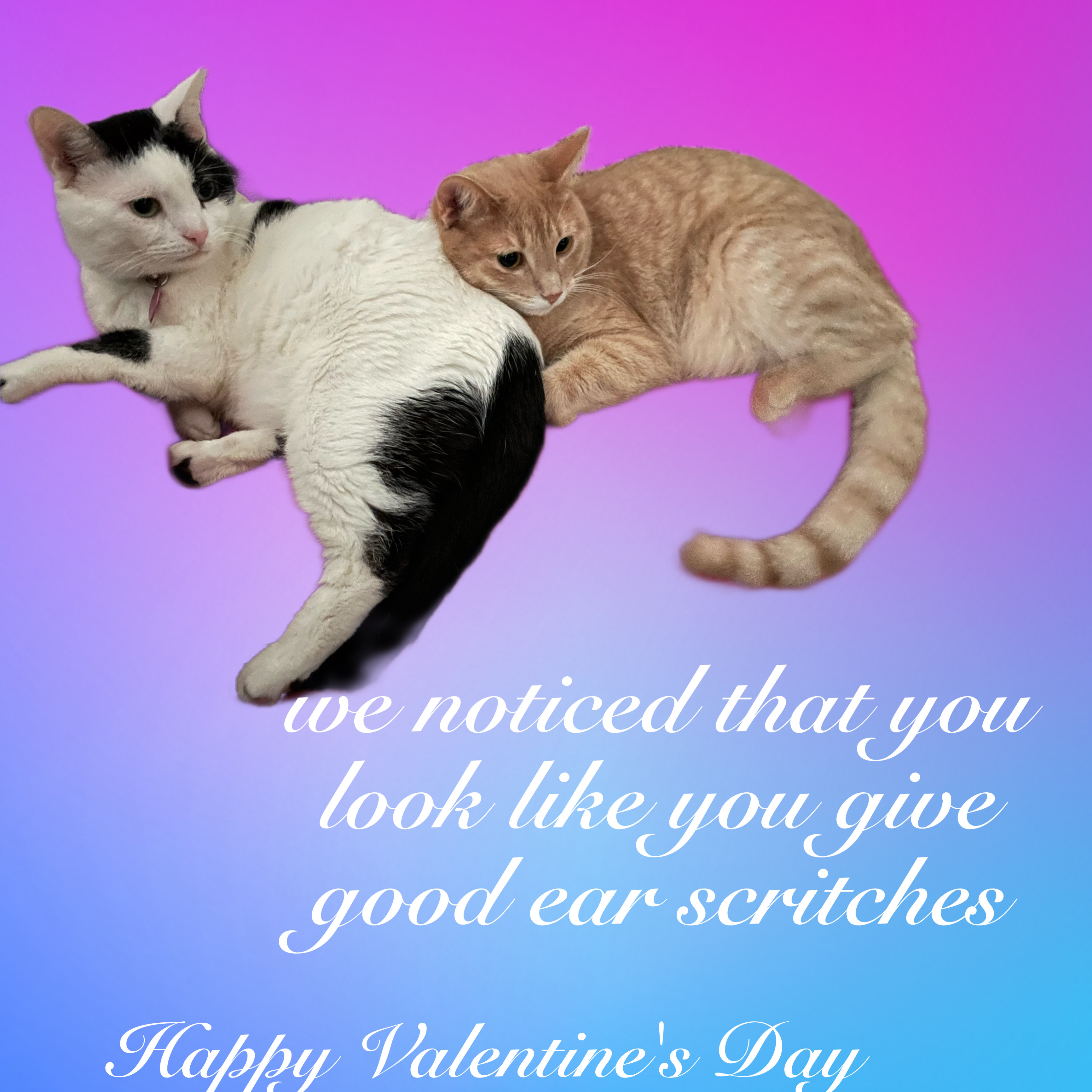 two cats lying down next to each other and looking to the right. text reads, "we noticed that you look like you give good ear scritches. Happy Valentine's Day."