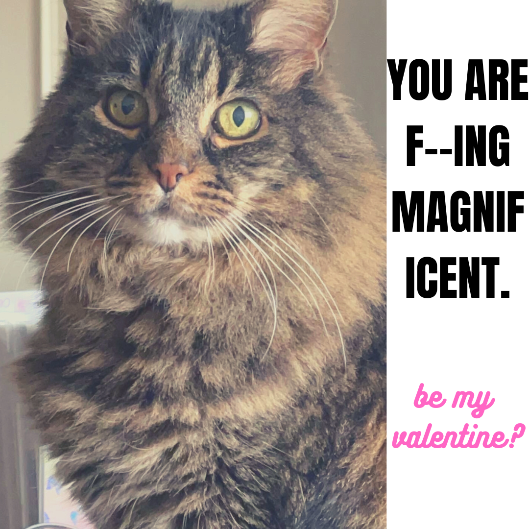 A close-up photo of a cat with bright green eyes and long brown fur. Text reads, "You are F--ing magnificent. Happy Valentine's Day."