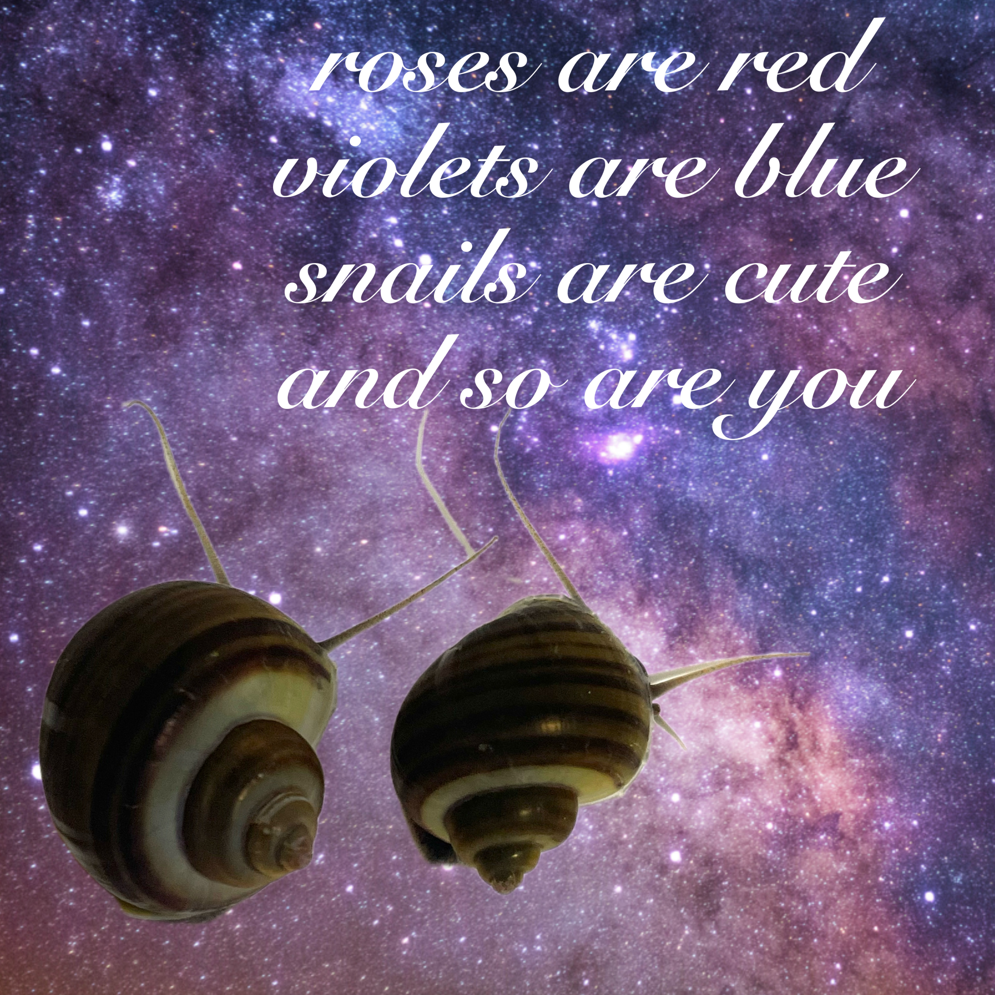 Two snails with brown shells and long antennae crawl across a galaxy background. Text reads, "roses are red, violets are blue, snails are cute, and so are you."