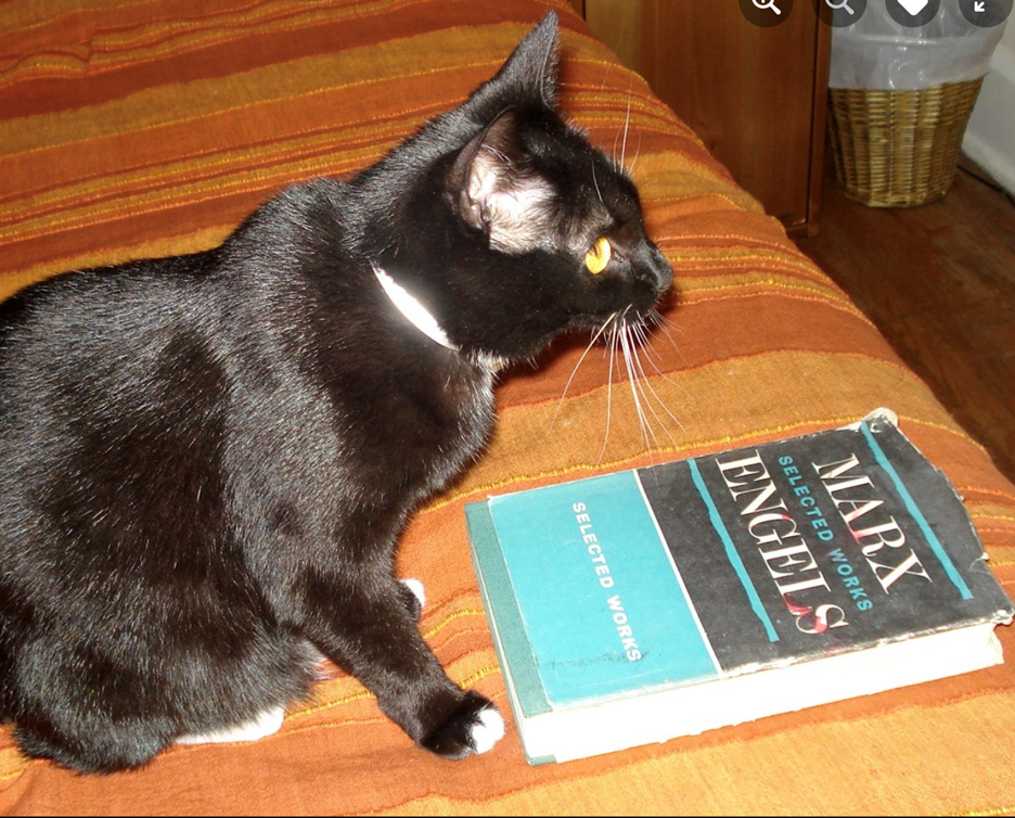 Image of a black cat sitting over a copy of Marx Engels Selected Works.