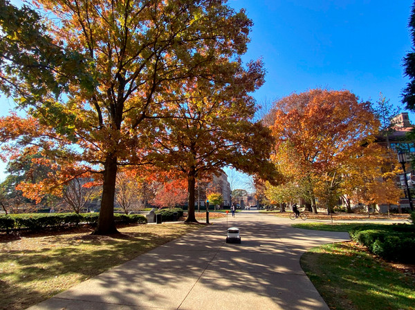 Autumn trees and a delivery robot scooting up the sidewalk.