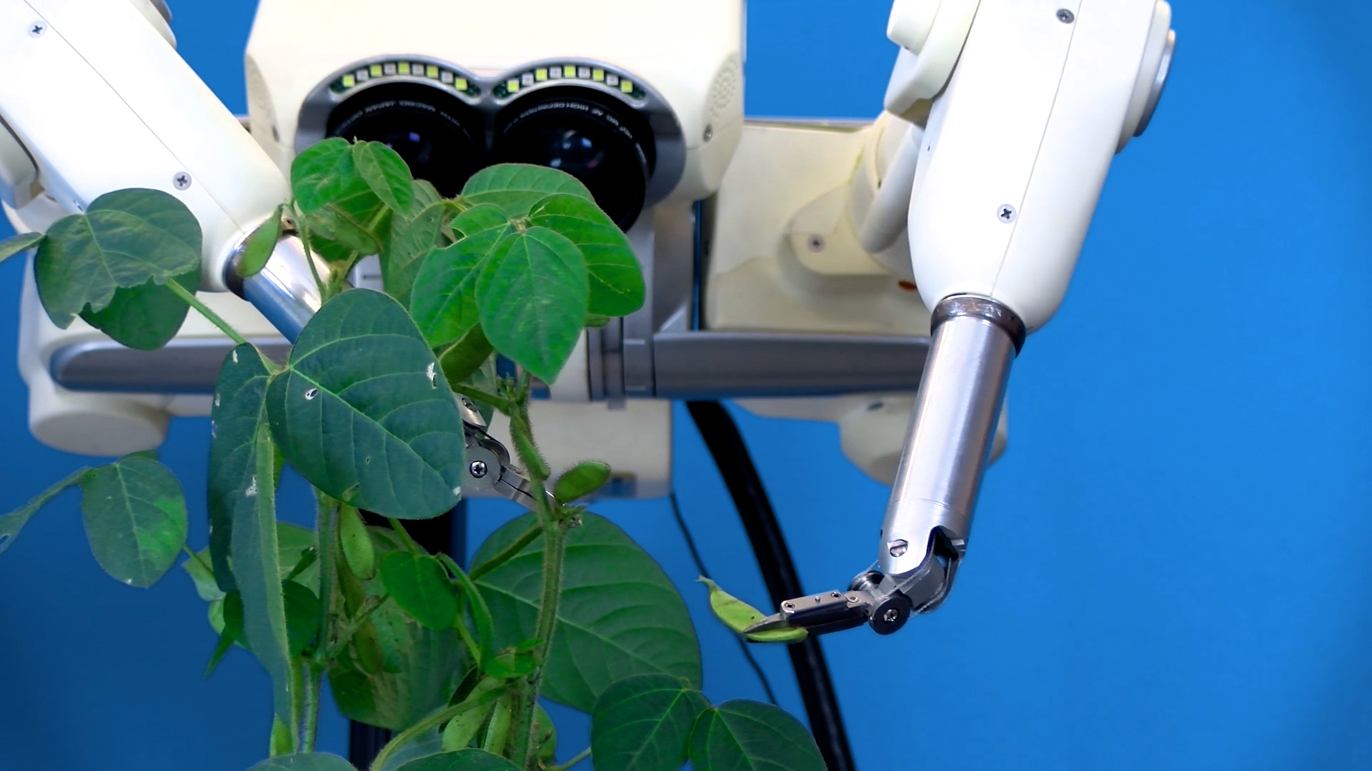 The Video Field Guide to Algorithmic Gardening