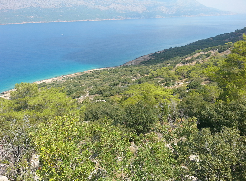 Dana Island hillside