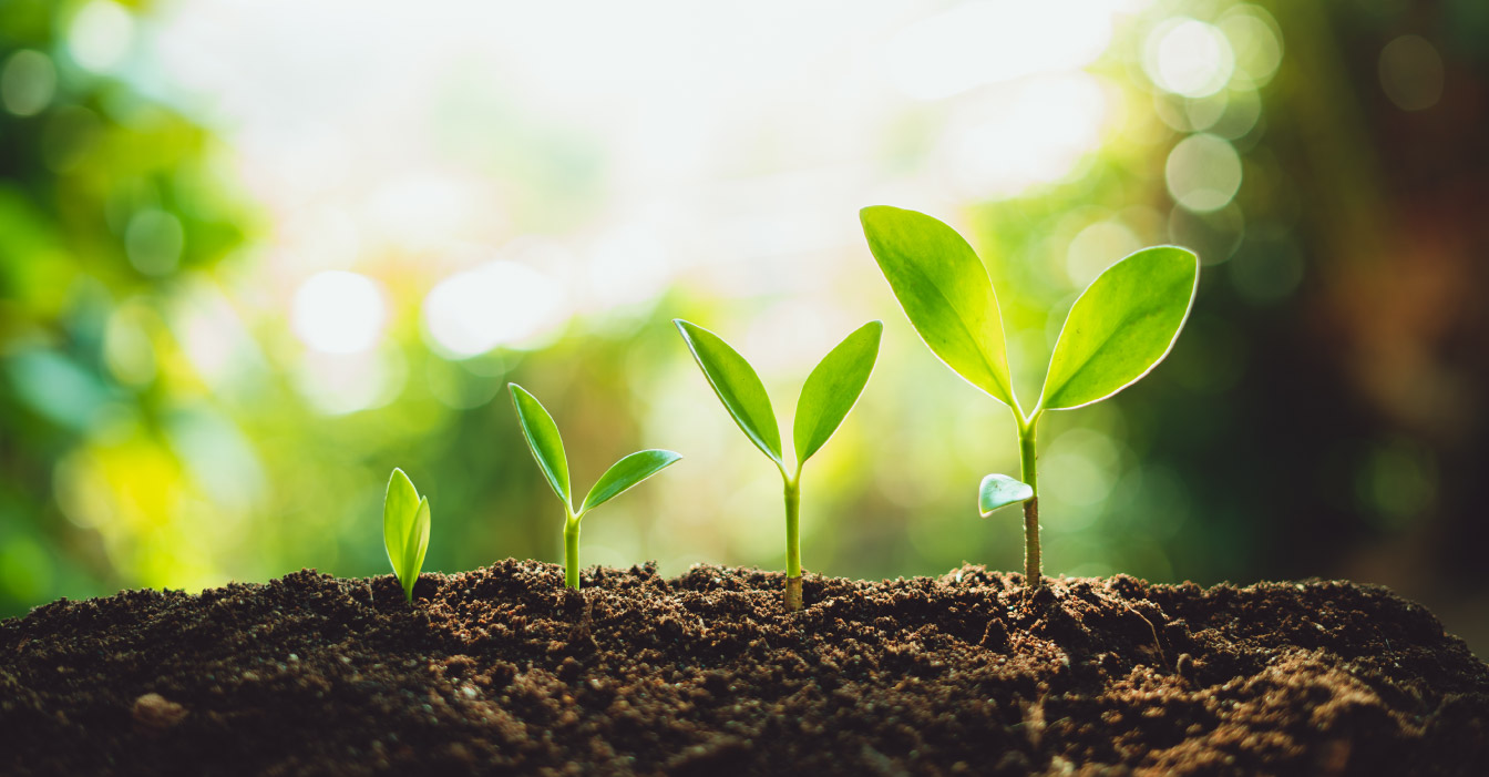 A series of four plants growing from a seedling up to full height.